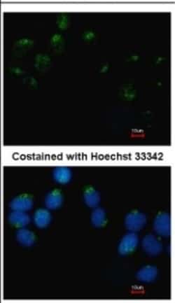 Embigin/EMB Antibody, Novus Biologicals 0.1mL; Unlabeled:Antibodies, Polyclonal