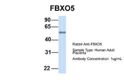 EMI1 Antibody, Novus Biologicals 20&mu;L; Unlabeled:Antibodies, Polyclonal