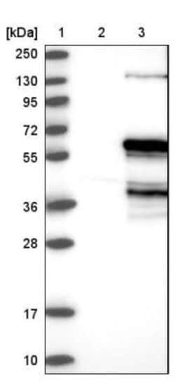 EMI1 Antibody, Novus Biologicals:Antibodies:Primary Antibodies