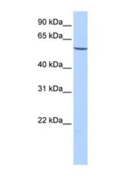 EMID2 Antibody, Novus Biologicals 0.05mg; Unlabeled:Antibodies, Polyclonal