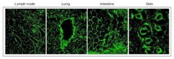 EMILIN1 Antibody (C11A8) - Azide and BSA Free, Novus Biologicals:Antibodies:Primary