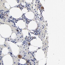 EMILIN1 Antibody, Novus Biologicals 0.1mL; Unlabeled:Antibodies, Polyclonal