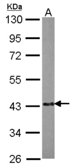 EML2 Antibody, Novus Biologicals 0.1mL; Unlabeled:Antibodies, Polyclonal