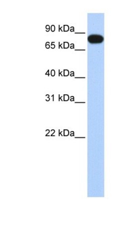 EML3 Antibody, Novus Biologicals 20&mu;L; Unlabeled:Antibodies, Polyclonal