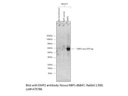 DNMT3A Antibody, Novus Biologicals:Antibodies:Primary Antibodies