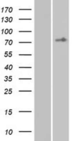 Novus Biologicals&trade;&nbsp;EMR3 Overexpression Lysate