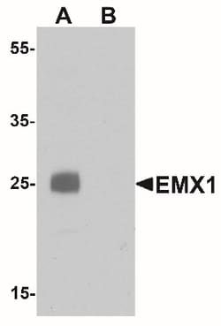 Emx1 Antibody - BSA Free, Novus Biologicals:Antibodies:Primary Antibodies