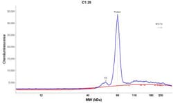 Enah/Vasp-like Antibody, Novus Biologicals 0.1mL; Unlabeled:Antibodies,