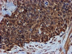 Endo G Antibody (OTI5F1), Novus Biologicals 0.1mL; Unlabeled:Antibodies,