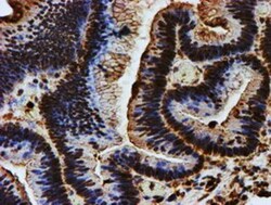 Endo G Antibody (OTI5F1), Novus Biologicals 0.1mL; Unlabeled:Antibodies,