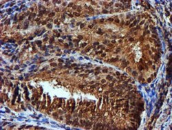 Endo G Antibody (OTI5F1), Novus Biologicals 0.1mL; Unlabeled:Antibodies,