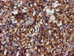 Endo G Antibody (OTI5F1), Novus Biologicals 0.1mL; Unlabeled:Antibodies,