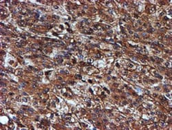 Endo G Antibody (OTI5F1), Novus Biologicals 0.1mL; Unlabeled:Antibodies,