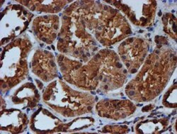 Endo G Antibody (OTI5F1), Novus Biologicals 0.1mL; Unlabeled:Antibodies,