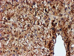 Endo G Antibody (OTI5F1), Novus Biologicals 0.1mL; Unlabeled:Antibodies,