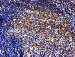 Endo G Antibody (OTI5F1), Novus Biologicals 0.1mL; Unlabeled:Antibodies,