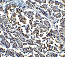 Endo G Antibody - BSA Free, Novus Biologicals 0.1mg; Unlabeled:Antibodies,