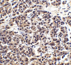 Endo G Antibody - BSA Free, Novus Biologicals 0.1mg; Unlabeled:Antibodies,