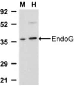 Endo G Antibody - BSA Free, Novus Biologicals 0.1mg; Unlabeled:Antibodies,
