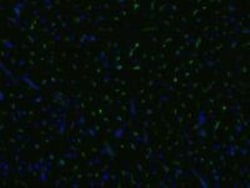 Endoglin/CD105 Antibody (MEM-229) - BSA Free, Novus Biologicals 0.1mg;