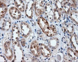 Endothelial Lipase Antibody (OTI1D9), Novus Biologicals 0.1mL; Unlabeled:Antibodies,