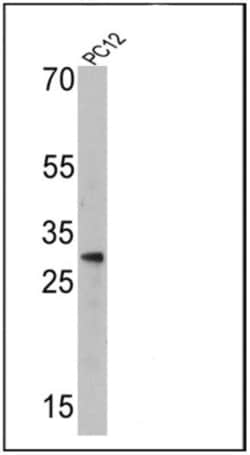 Endothelin-1 Antibody (TR.ET.48.5) - BSA Free, Novus Biologicals 0.025