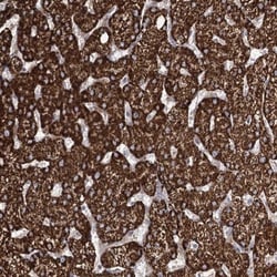 enkurin Antibody, Novus Biologicals:Antibodies:Primary Antibodies