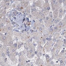 enkurin Antibody, Novus Biologicals 25 &mu;L | Buy Online | Novus Biologicals | Fisher Scientific