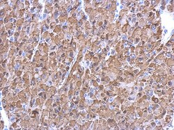 Enolase 1 Antibody, Novus Biologicals 0.1mL; Unlabeled:Antibodies, Polyclonal