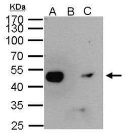 Enolase 1 Antibody, Novus Biologicals 0.1mL; Unlabeled:Antibodies, Polyclonal