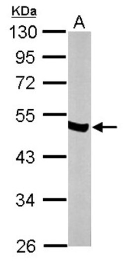 Enolase 2/Neuron-specific Enolase Antibody, Novus Biologicals 0.1mL; Unlabeled:Antibodies,