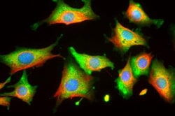 Enolase 1 Antibody (253), Novus Biologicals 0.025mL; Unlabeled:Antibodies,