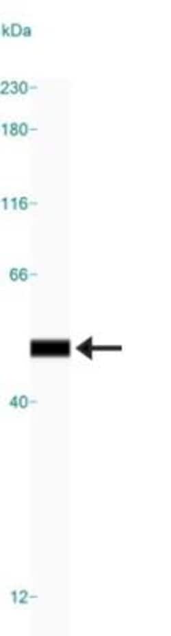 Enolase 1 Antibody (253), Novus Biologicals 0.025mL; Unlabeled:Antibodies,