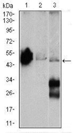 Enolase 2/Neuron-specific Enolase Antibody (5D3) - BSA Free, Novus Biologicals