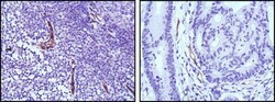 eNOS Antibody (6H2) - BSA Free, Novus Biologicals 0.1mL; Unlabeled:Antibodies,
