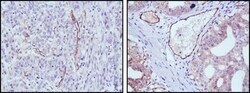 eNOS Antibody (6H2) - BSA Free, Novus Biologicals 0.1mL; Unlabeled:Antibodies,