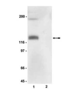 eNOS, p Ser116 Antibody, Novus Biologicals 0.1 mL; Unconjugated:Antibodies,