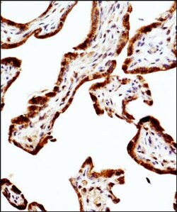 eNOS Antibody (6H2) - BSA Free, Novus Biologicals 0.1mL; Unlabeled:Antibodies,