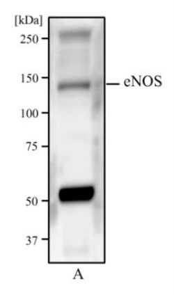 eNOS Antibody (6H2) - BSA Free, Novus Biologicals 0.1mL; Unlabeled:Antibodies,