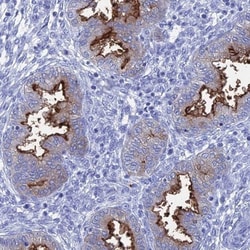 ENPP-3/CD203c Antibody, Novus Biologicals 0.1mL; Unlabeled:Antibodies,