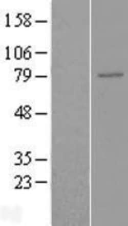 Novus Biologicals&trade;&nbsp;ENPP-5 Overexpression Lysate
