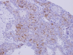 Nidogen-1/Entactin Antibody, Novus Biologicals 0.1mL; Unlabeled:Antibodies,