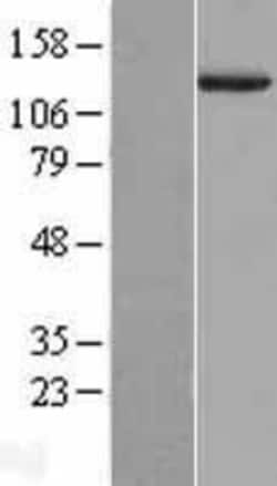 Novus Biologicals&trade;&nbsp;Nidogen-1/Entactin Overexpression Lysate