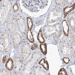 EOMES Antibody, Novus Biologicals 0.1mL; Unlabeled:Antibodies, Polyclonal