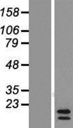 Novus Biologicals™ CCL24/Eotaxin-2/MPIF-2 Overexpression Lysate