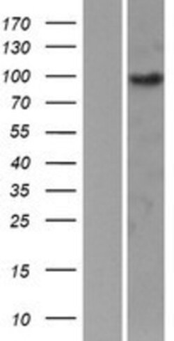 Novus Biologicals&trade;&nbsp;EPB41L1 Overexpression Lysate