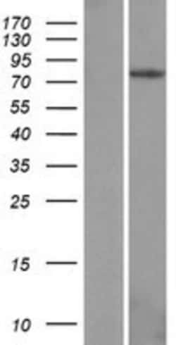 Novus Biologicals™ EPB41L4A Overexpression Lysate