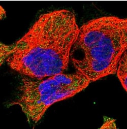 EPB41L5 Antibody, Novus Biologicals:Antibodies:Primary Antibodies