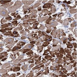 EPB41L5 Antibody, Novus Biologicals:Antibodies:Primary Antibodies