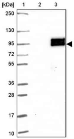 EPB41L5 Antibody, Novus Biologicals:Antibodies:Primary Antibodies